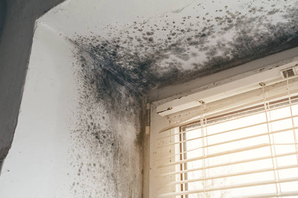 Affordable Commercial Mold Remediation solutions in Mount Airy, GA