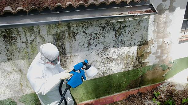 Top rated local Commercial Mold Remediation specialists in Mount Airy, GA